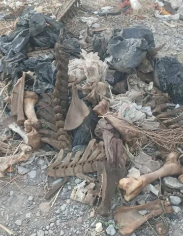 Impactante hallazgo en San Juan: restos de caballos aparecieron en bolsas