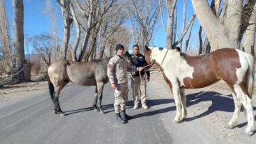 Secuestraron animales sueltos en operativos rurales en San Juan