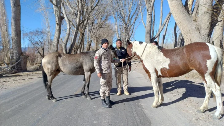 Secuestraron animales sueltos en operativos rurales en San Juan