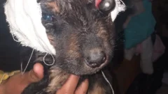 Ojo fuera y heridas profundas: la cruda realidad de un cachorro