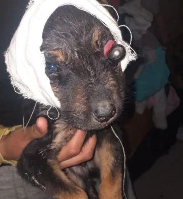 Ojo fuera y heridas profundas: la cruda realidad de un cachorro