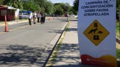 “Bajá un cambio”: cómo tener la app para denunciar atropellos a animales en San Juan