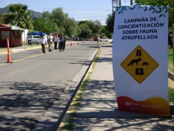 “Bajá un cambio”: cómo tener la app para denunciar atropellos a animales en San Juan