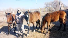 Recuperaron caballos robados a una escuela agrotécnica
