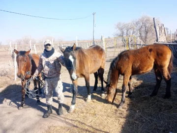 Recuperaron caballos robados a una escuela agrotécnica