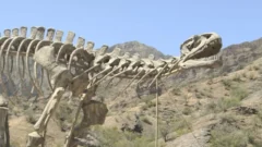 El dinosaurio gigante que sorprende en la Ruta 150: un imán turístico rumbo a Ischigualasto