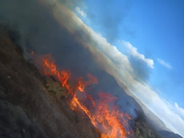 Fuerte viento Zonda: incendios y árboles caídos en Jáchal