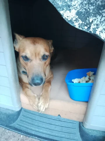 ‘Cuídeme el perro’: las últimas palabras de un hombre en situación de calle que murió