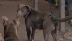 “Ladraban, pero no mordían”: hablaron los dueños de los pitbulls que habrían matado a un nene