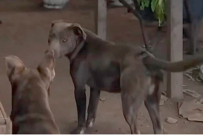 “Ladraban, pero no mordían”: hablaron los dueños de los pitbulls que habrían matado a un nene
