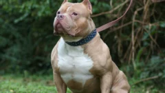 Terrible: una mujer perdió un brazo por el ataque de un pitbull