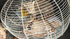 Retenían un gato montés herido en San Martín y lo rescataron