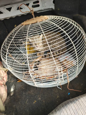 Retenían un gato montés herido en San Martín y lo rescataron