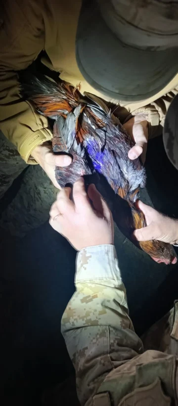 Riñas de gallos: advirtieron que desde San Juan llevan animales a pelear a La Rioja
