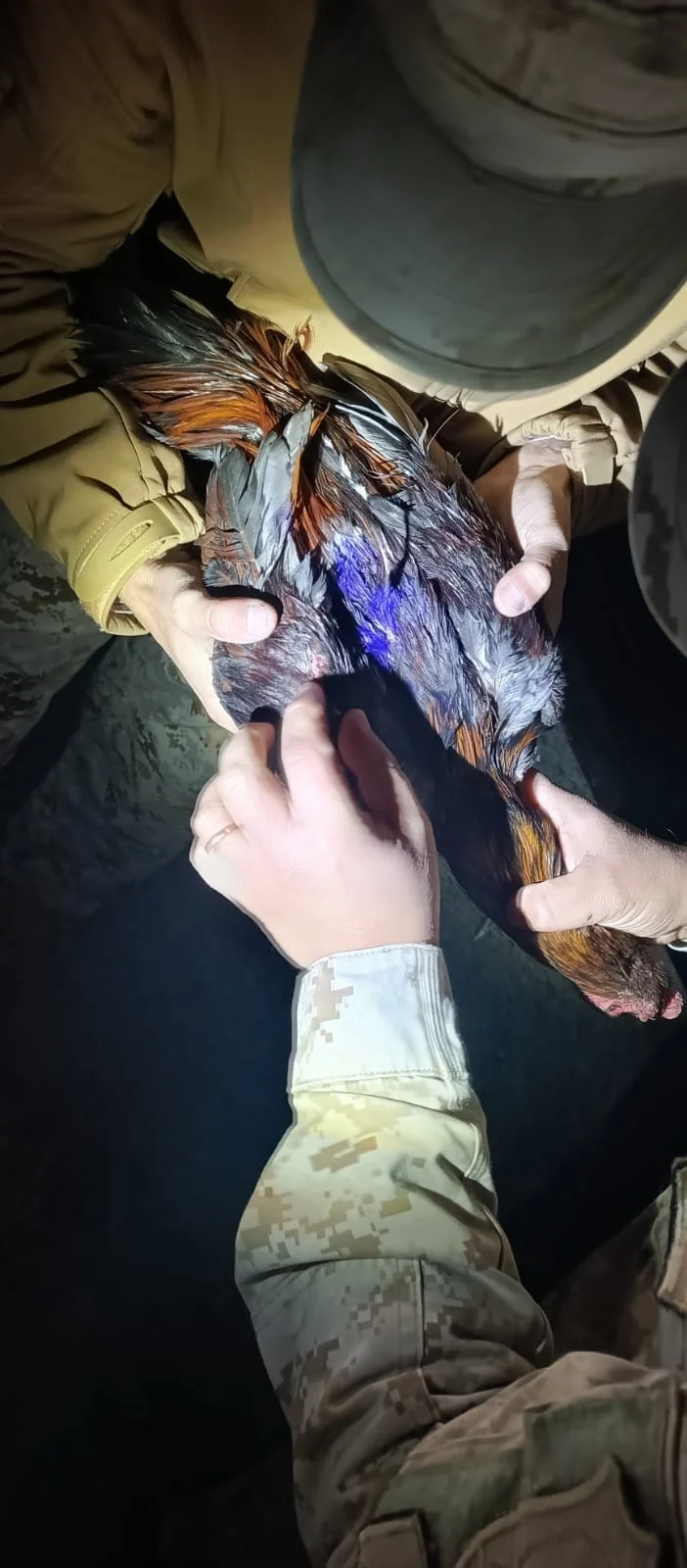 Riñas de gallos: advirtieron que desde San Juan llevan animales a pelear a La Rioja