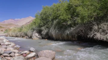 Nuevo bosque nativo en San Juan: avanzan en su estudio y conservación