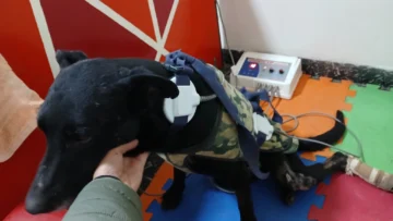 Ozzy necesita ayuda para continuar su tratamiento