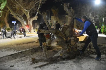 Fuerte operativo en el ingreso al Barrio Municipal por un árbol caído