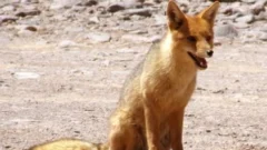 Una app revela datos impactantes sobre fauna atropellada en San Juan
