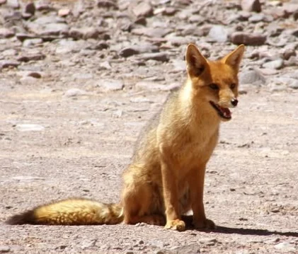 Una app revela datos impactantes sobre fauna atropellada en San Juan
