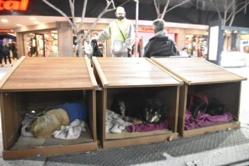 Buscan instalar más casitas para perritos de la calle en el centro sanjuanino