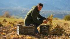 Francisco Castillo, el pionero del maní en San Juan