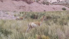 Así reaccionan los guanacos al paso del turismo por Ruta 150 entre Jáchal y Valle Fértil