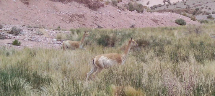 Así reaccionan los guanacos al paso del turismo por Ruta 150 entre Jáchal y Valle Fértil