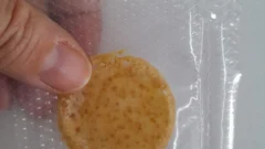 Un repelente biotecnológico sanjuanino apunta a prevenir el Chagas con plantas nativas