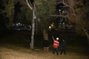 Por el viento, cayó un poste y quedó apoyado en un árbol