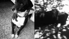 Triste adiós a Negro, el perro rescatado en grave estado: “te extrañaremos”