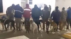 Secuestraron 14 galgos durante un operativo contra la caza ilegal en Albardón