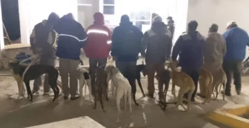 Secuestraron 14 galgos durante un operativo contra la caza ilegal en Albardón