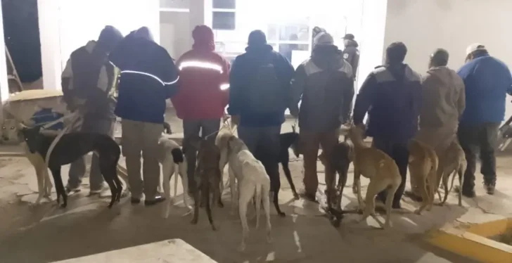 Secuestraron 14 galgos durante un operativo contra la caza ilegal en Albardón