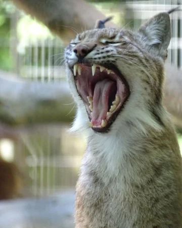 Un zoológico solicita mascotas pequeñas para alimentar a sus depredadores