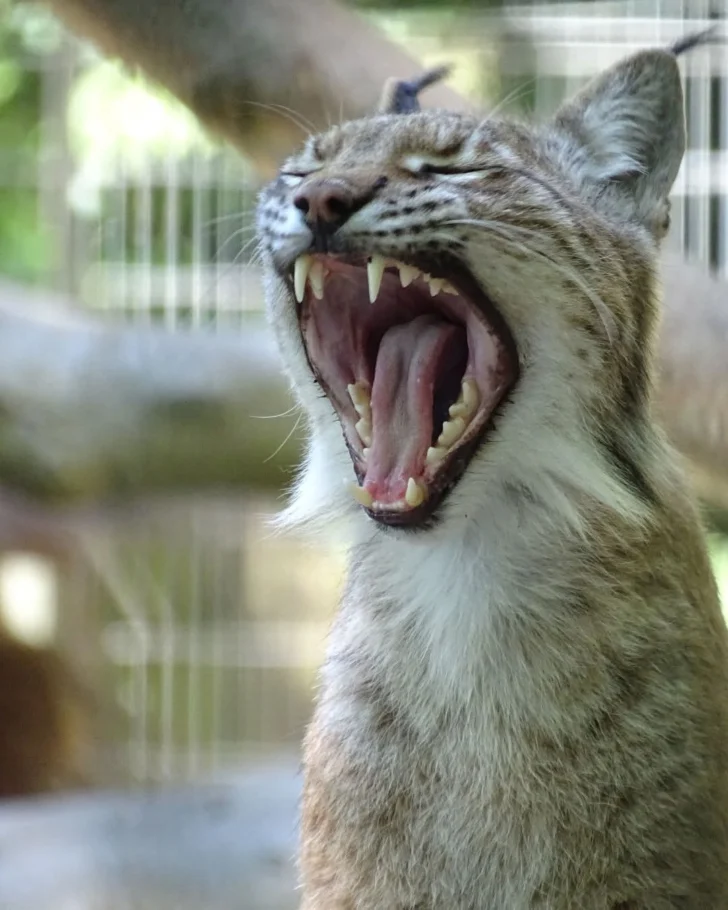 Un zoológico solicita mascotas pequeñas para alimentar a sus depredadores