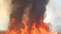 Un voraz incendio arrasó con la finca donde vivían 28 animales rescatados en San Juan