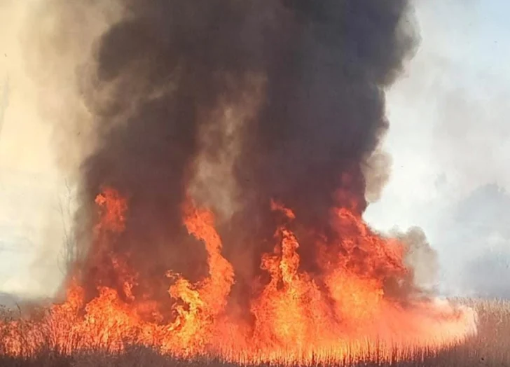 Un voraz incendio arrasó con la finca donde vivían 28 animales rescatados en San Juan
