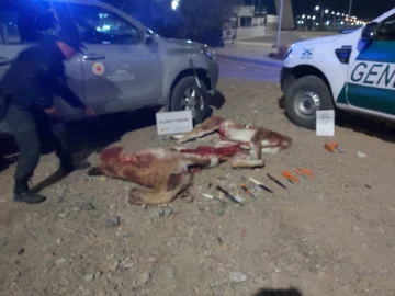 Ullum: secuestraron carne de guanaco y detuvieron a cuatro personas