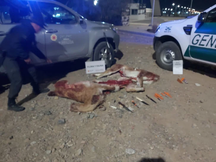 Ullum: secuestraron carne de guanaco y detuvieron a cuatro personas