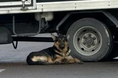 Murió atropellado el día de su cumpleaños y su perro no se despegó de su lado