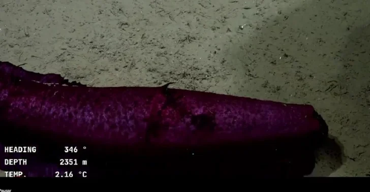 Qué es la “batatita”, el pepino captado por el CONICET en el fondo del mar