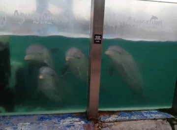 Denunciaron que en el ex Aquarium hay delfines y lobos marinos abandonados