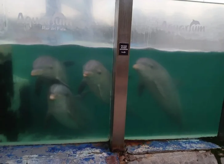 Denunciaron que en el ex Aquarium hay delfines y lobos marinos abandonados