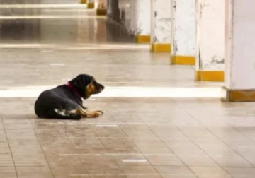 Tristeza en una escuela de San Juan: murió Domingo, el perrito que acompañó a la comunidad