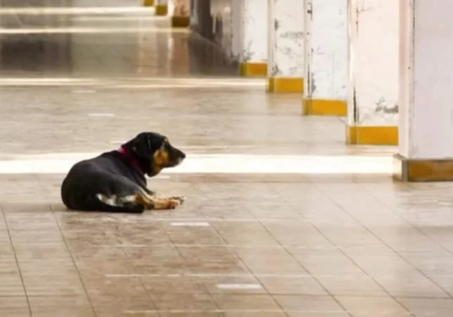 Tristeza en una escuela de San Juan: murió Domingo, el perrito que acompañó a la comunidad