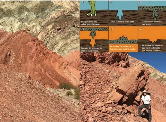 Dinosaurios en San Juan: buscan que se preserve el Parque de Huellas y se cree un museo in situ