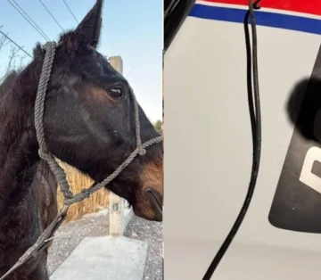 Azotaba a un caballo con una vara de metal y un grupo de sanjuaninos lo rescató