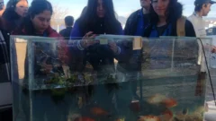 Alumnos de Médano de Oro generan fertilizantes ricos en nutrientes con heces de los peces