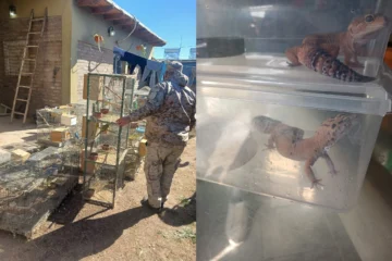 Allanamientos en 25 de Mayo y Caucete: secuestraron aves exóticas, drogas y un arma de fuego